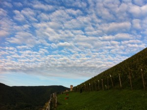 berg Schlossberg vineyard