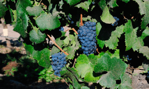 Pinot Noir