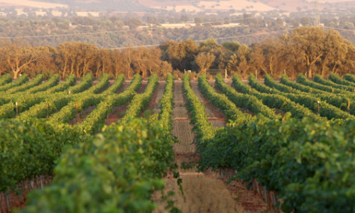 Bodegas Montecillo