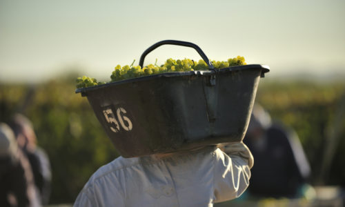 Nyheter på Vinmonopolet juli 2020