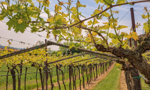 Albariño