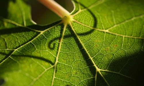 Orbis Wines