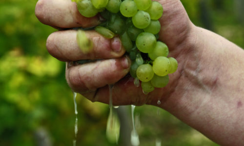 Domaine Jean-Marc Brocard