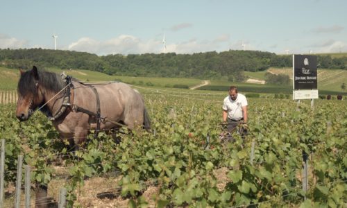 2018 Vintage Domaine Jean-Marc Brocard