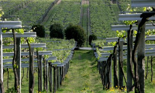 Bodegas Baigorri and Bodegas Granbazan Fair and Green